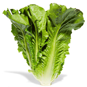 Arabic Lettuce